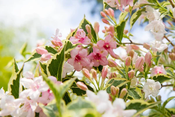 Weigela Shrub Blooming Seen Upwards — Stock Photo, Image