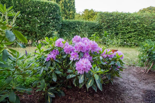 Rododendron Çalısı Bahçede Mor Çiçeklerle Çiçek Açıyor — Stok fotoğraf