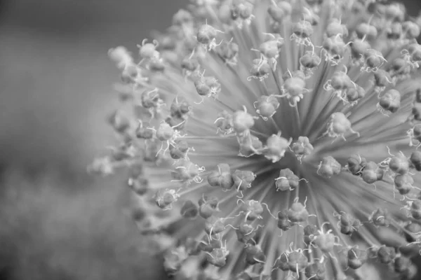 Cebola Gigante Allium Giganteum Depois Florescer Jardim — Fotografia de Stock