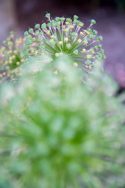 Cebolla Gigante Allium Giganteum Después Florecer Jardín —  Fotos de Stock