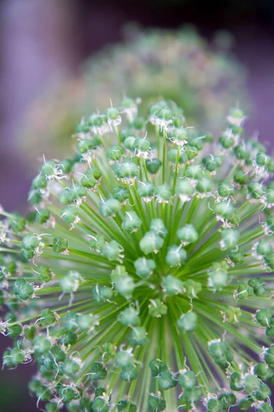 Cebula Olbrzymia Allium Giganteum Rozkwicie Ogrodzie — Zdjęcie stockowe