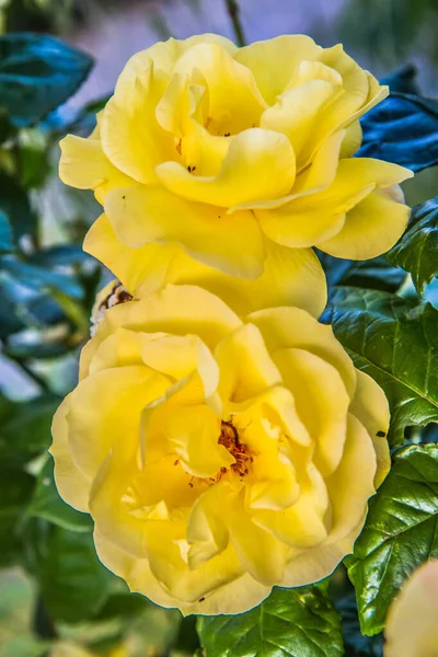 Gelbe Rosen Blühen Einem Garten Nahaufnahme — Stockfoto