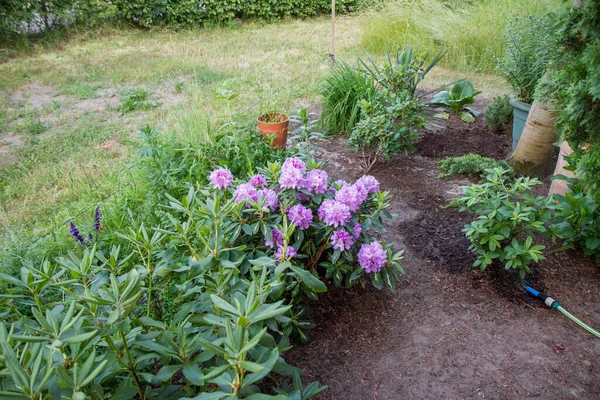 Rhododendron Shrub Blooming Other Plants Trees Garden Watering Hose Visible — Stock Photo, Image