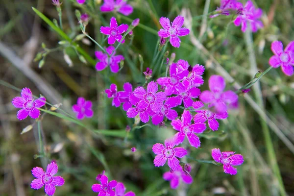 Anjer Bloemen Bloeien Het Voorjaar — Stockfoto