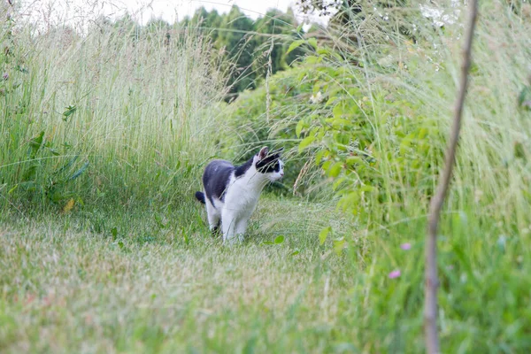 Black White Cat Walking Path Grass Garden — Stock Photo, Image