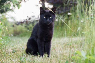 Bahçedeki çimlerin arasında oturan kara kedi