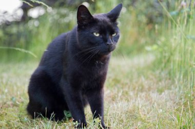 Bahçedeki çimlerin arasında oturan kara kedi