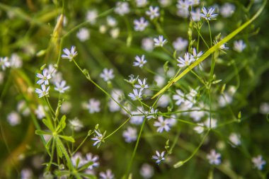 Yaygın civciv (Stellaria media) bitkisi çiçek açıyor