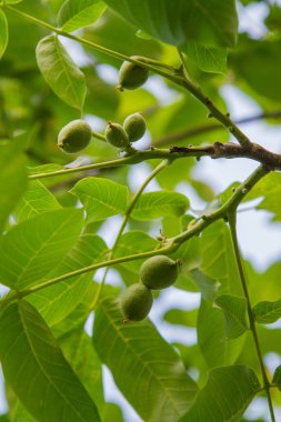 Sıradan ceviz, yeşil, henüz olgunlaşmamış, ağaçta.