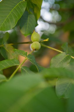 Sıradan ceviz, yeşil, henüz olgunlaşmamış, ağaçta.