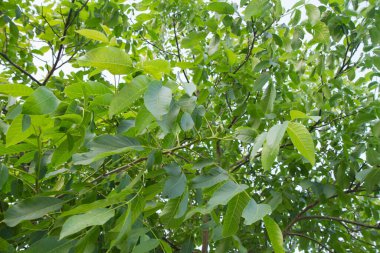 Sıradan ceviz, yeşil, henüz olgunlaşmamış, ağaçta.