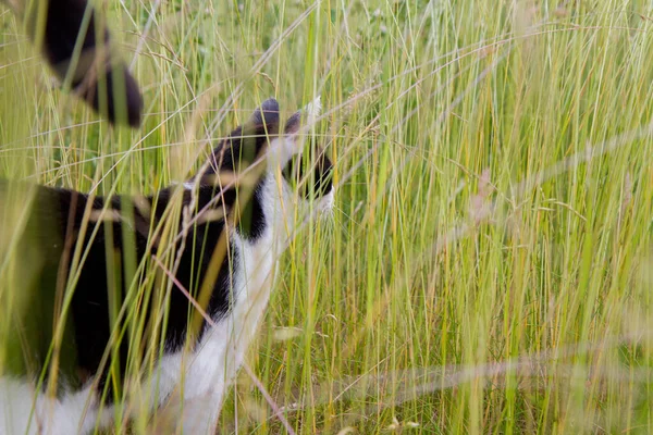 Zwart Witte Kat Wandelend Tussen Gras Een Tuin — Stockfoto
