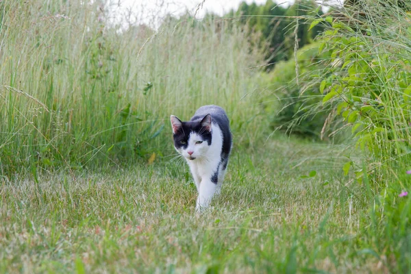 黑白相间的猫在花园里的草丛中散步 — 图库照片