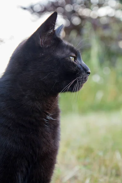黑猫坐在花园的草丛中 — 图库照片