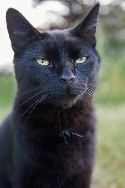 Gato Preto Sentado Entre Grama Jardim — Fotografia de Stock