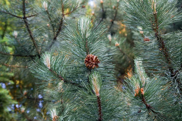 Cônes Pin Sur Les Branches Gros Plan — Photo