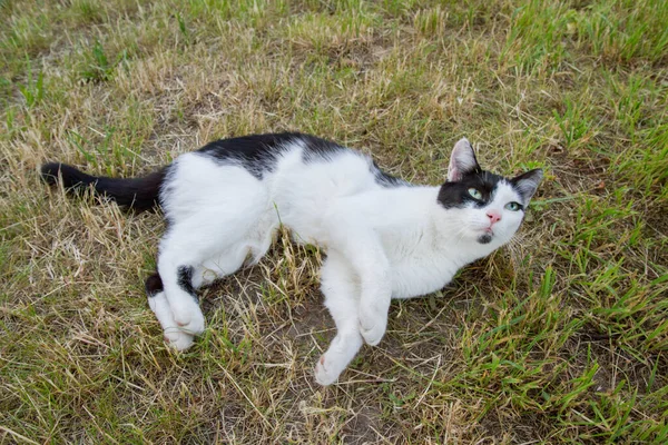Черно Белая Кошка Играет Траве Саду — стоковое фото