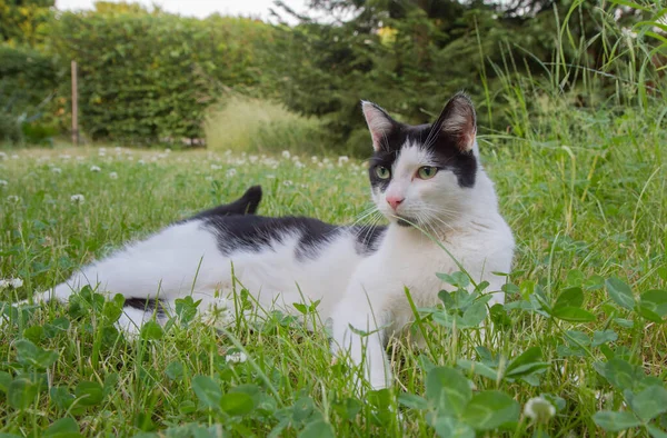 Zwart Witte Kat Liggend Gras Een Tuin — Stockfoto