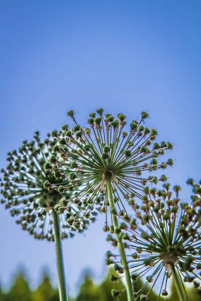 Гигантский Лук Allium Giganteum После Цветения Саду — стоковое фото