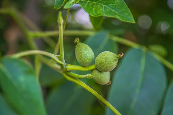 Ořechový Ořech Zelený Ještě Nezralý Stromě — Stock fotografie