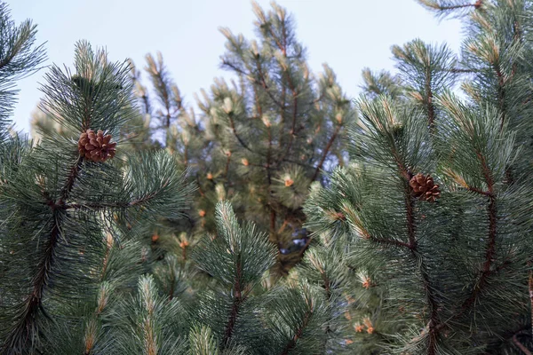 Cônes Pin Sur Les Branches Gros Plan — Photo