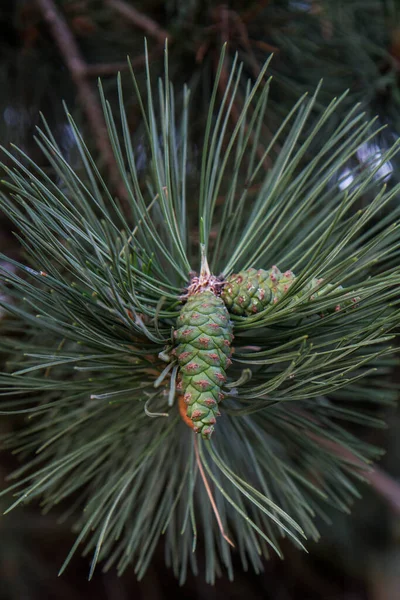 Cônes Pin Sur Les Branches Gros Plan — Photo