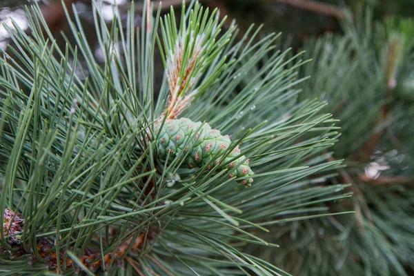 Pine Kužel Větvích Close — Stock fotografie