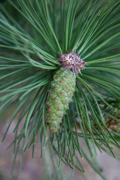 Pine Kužel Větvích Close — Stock fotografie