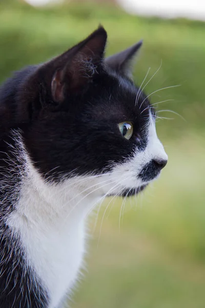 Gato Preto Branco Jardim Perto Cara — Fotografia de Stock