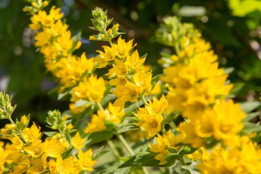 Loosestrife (Lysimachia) bitkisi çiçek açıyor