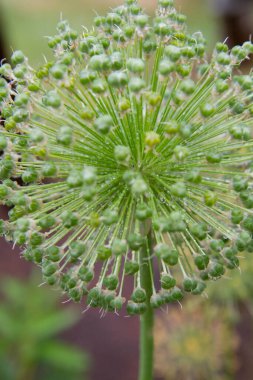 Dev Soğan (Allium Giganteum) su damlalarıyla kaplı bir bahçede çiçek açtıktan sonra