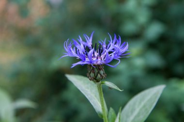Centaurea çayırda çiçek açıyor.