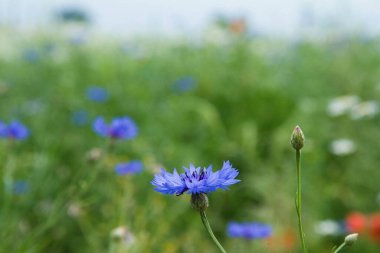 Centaurea çayırda çiçek açıyor.