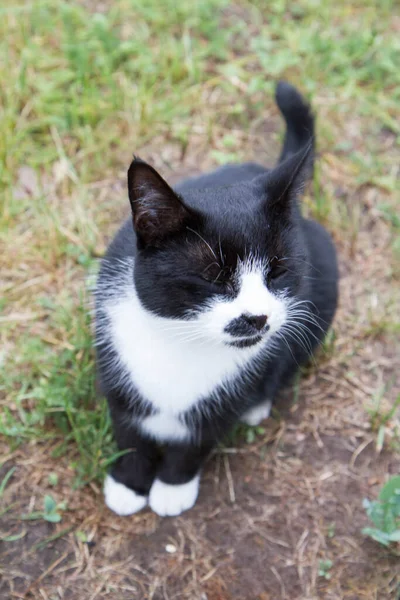 Genç Siyah Beyaz Kedi Gözleri Kapalı Yukarıdan Görünüyor Açık Havada — Stok fotoğraf