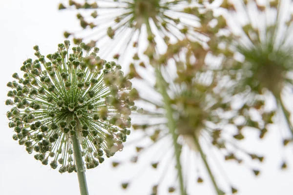 Cebolla Gigante Allium Giganteum Después Florecer Jardín Cubierto Gotas Agua —  Fotos de Stock