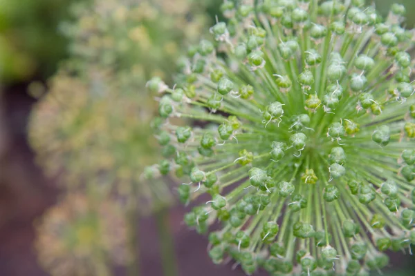 Cebolla Gigante Allium Giganteum Después Florecer Jardín Cubierto Gotas Agua —  Fotos de Stock