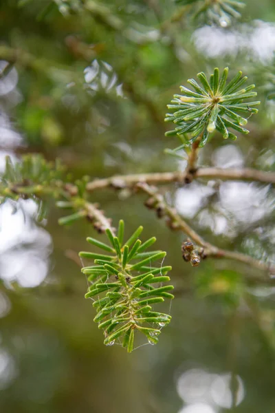 Grenen Ett Barrträd Efter Regn Med Droppar Regn Synliga — Stockfoto