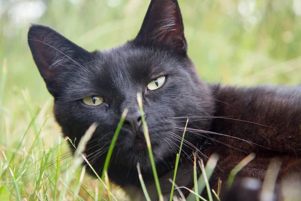 고양이는 정원의 사이에서 — 스톡 사진