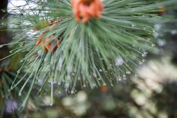 Tak Van Een Naaldboom Regen Met Zichtbare Regendruppels — Stockfoto
