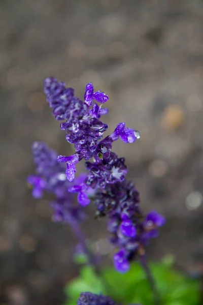 Sauge Fleurit Avec Des Fleurs Violettes — Photo