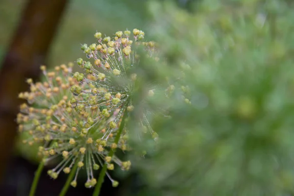 Oignon Géant Allium Giganteum Après Floraison Dans Jardin — Photo