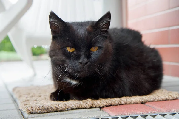 Gato Negro Descansando Una Alfombra Puerta Patio — Foto de Stock