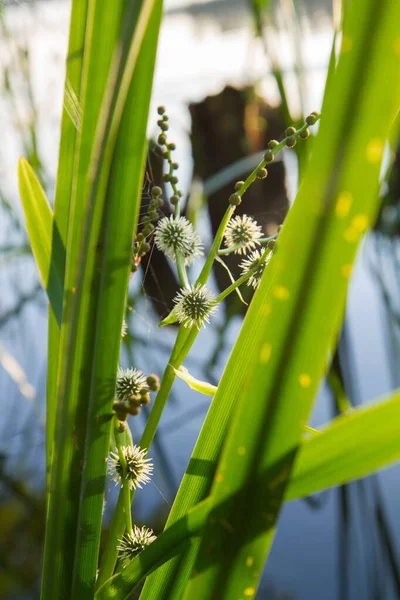 Planta Simplestem Bur Reed Sparganium Erectum Floreciendo Una Orilla Lago — Foto de Stock