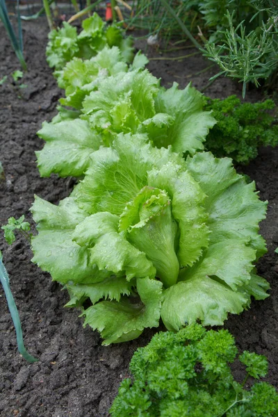 Lattuga Cresce Giardino — Foto Stock