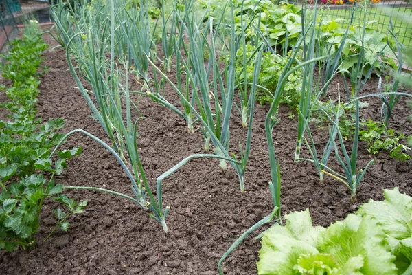 緑のタマネギ レタスの頭 野菜の庭で育つハーブ — ストック写真