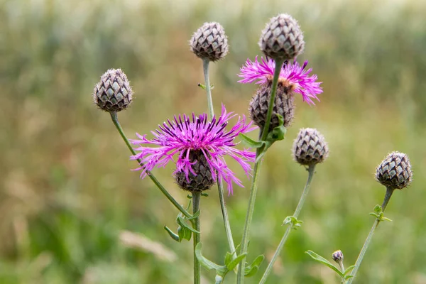 Centaurea Che Fiorisce Prato — Foto Stock