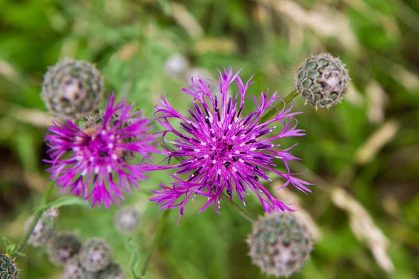 Centaurea Blooming Meadow — Stock Photo, Image