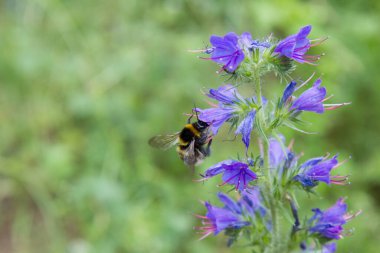 Engerek böceğinin yanında arı (Echium vulgare) bitkisi