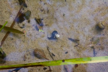 Gölde tatlı su salyangozu kabukları