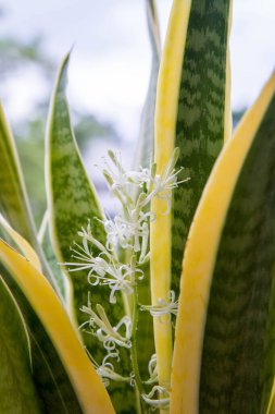 Dracaena trifasciata (yılan bitkisi) - çiçek açan yakın plan